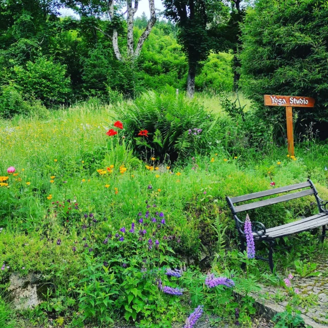Ein Sommertraum...es blüht und grünt....vielleicht sollten wir doch Yoga im Freien machen?