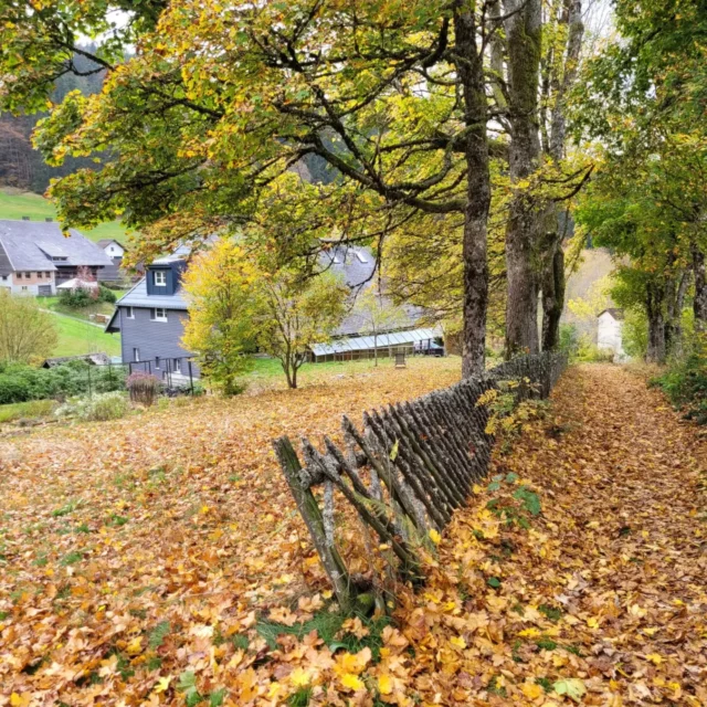 Der Herbst ist da! Fall has arrived at Yoga am Bach #yogaambach #schwarzwaldyoga #yogafreiburg #iyengaryoga